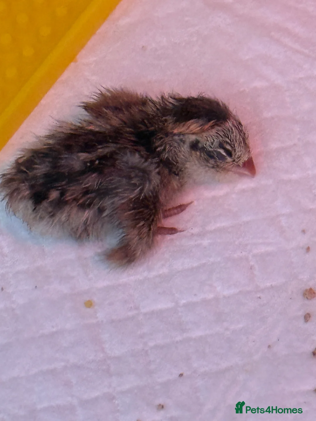Quail poultry for sale: Pairs of Mearns Quails  - Advert 5