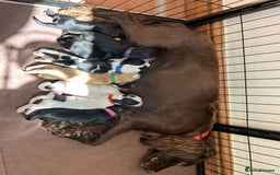Sprocker dogs for sale: Sprocker Spaniel Puppies 🐶 - Image 2