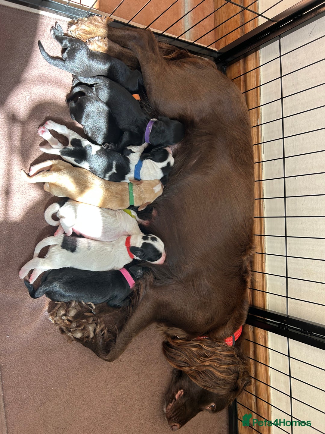 Sprocker dogs for sale: Sprocker Spaniel Puppies 🐶 - Image 2
