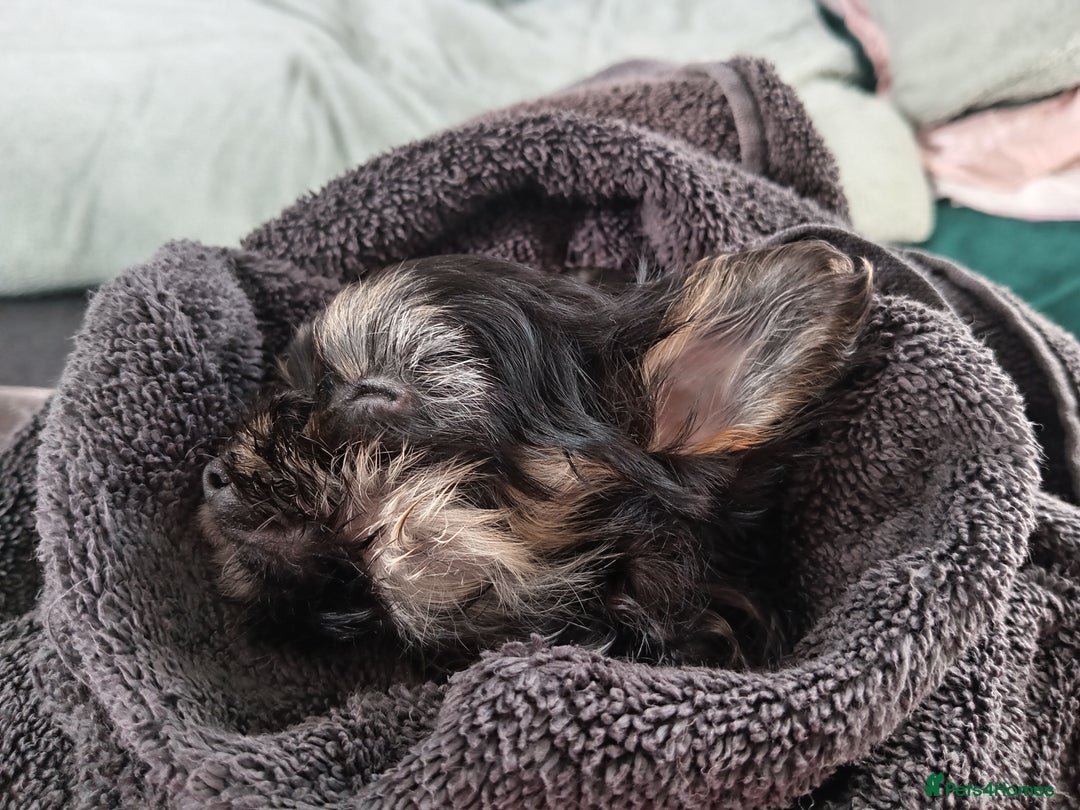 Chorkie dogs for sale: Chorkie puppy  - Advert 2