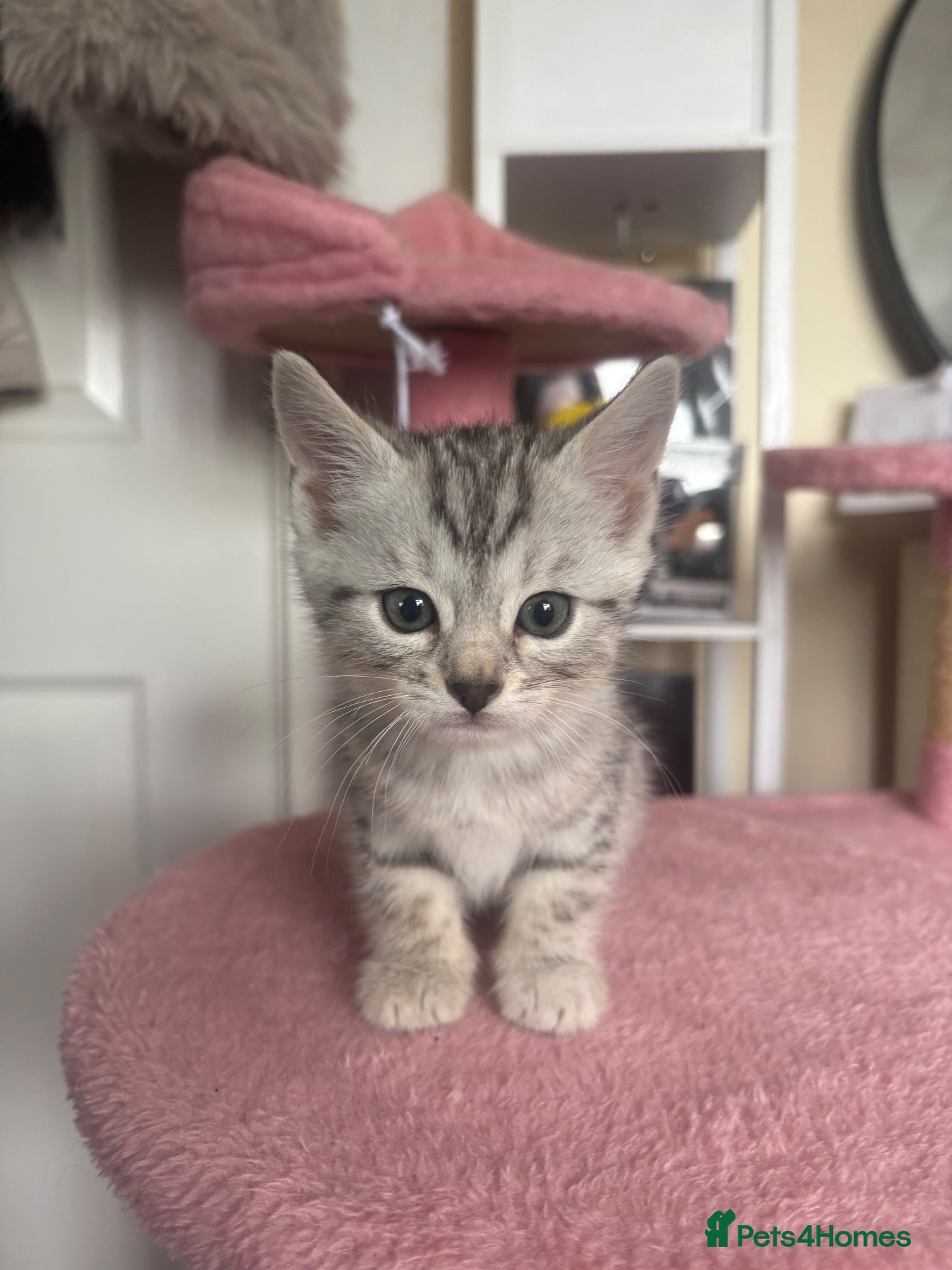 Norwegian Forest Cat cats READY TO COLLECT!  silver marble bengal cross - Advert 6