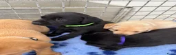 Labrador Retriever dogs for sale: ✨ 9 STUNNING KC REGISTERED LABRADOR PUPPIES! ✨ - Advert 12