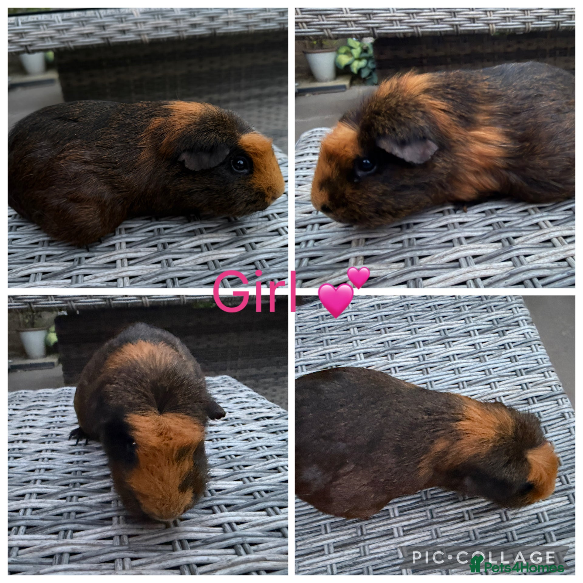 Guinea Pig rodents 5 female guinea pigs for new homes  - Advert 2