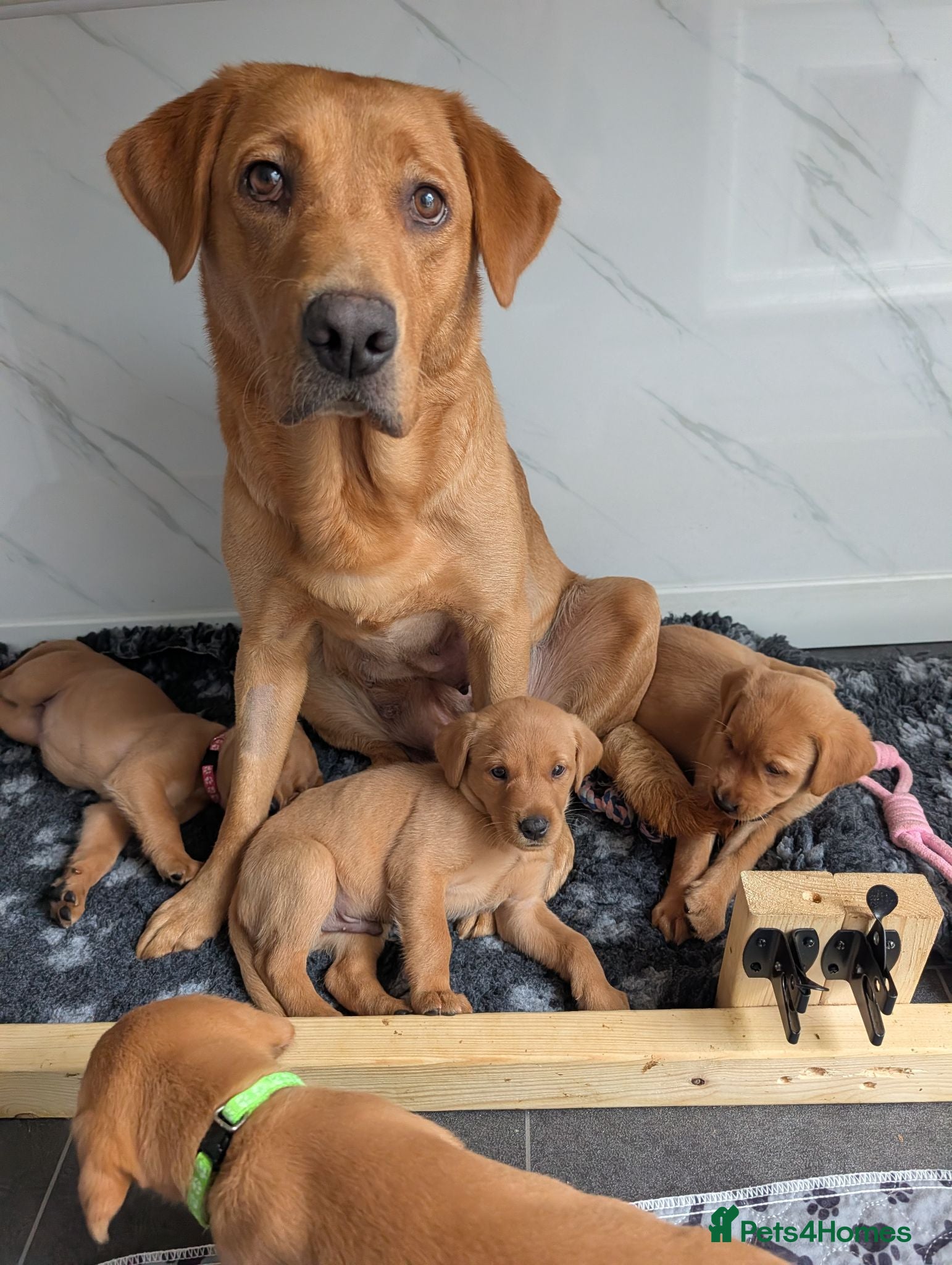 Labrador Retriever dogs KC REGISTERED FOX RED/YELLOW LABRADOR PUPPIES  - Advert 6