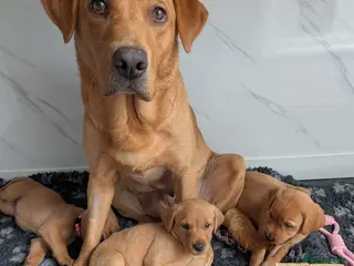 Labrador Retriever dogs KC REGISTERED FOX RED/YELLOW LABRADOR PUPPIES - Advert 6