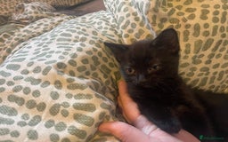 Mixed Breed cats for sale: 4 kittens free to a good home.  - Image 5