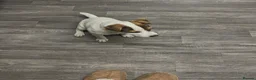 Jack Russell dogs for sale: Beautiful Milo looking for a forever home - Advert 3