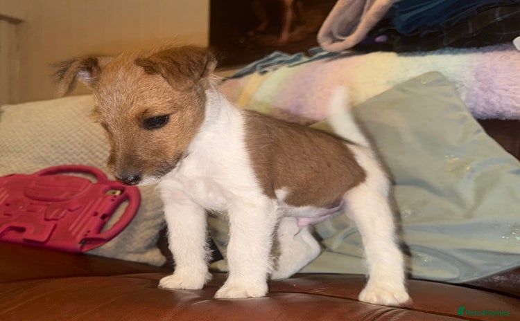 Mixed Breed dogs - Advert 10
