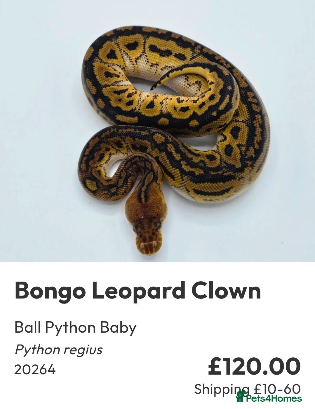 Python Snake reptiles  Various ball pythons  - Advert 11