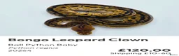 Python Snake reptiles for sale:  Various ball pythons  - Advert 4