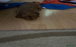 Cocker Spaniel dogs for sale: KC registered Cocker spaniel puppies  - Image 2