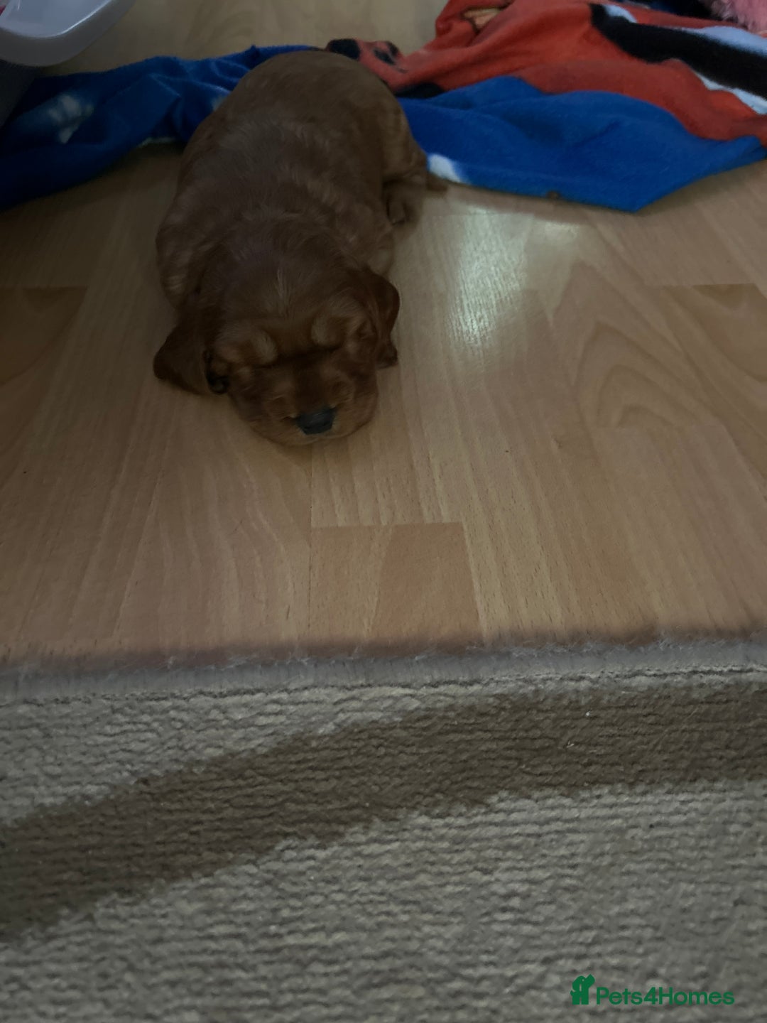 Cocker Spaniel dogs for sale: KC registered Cocker spaniel puppies  - Image 2