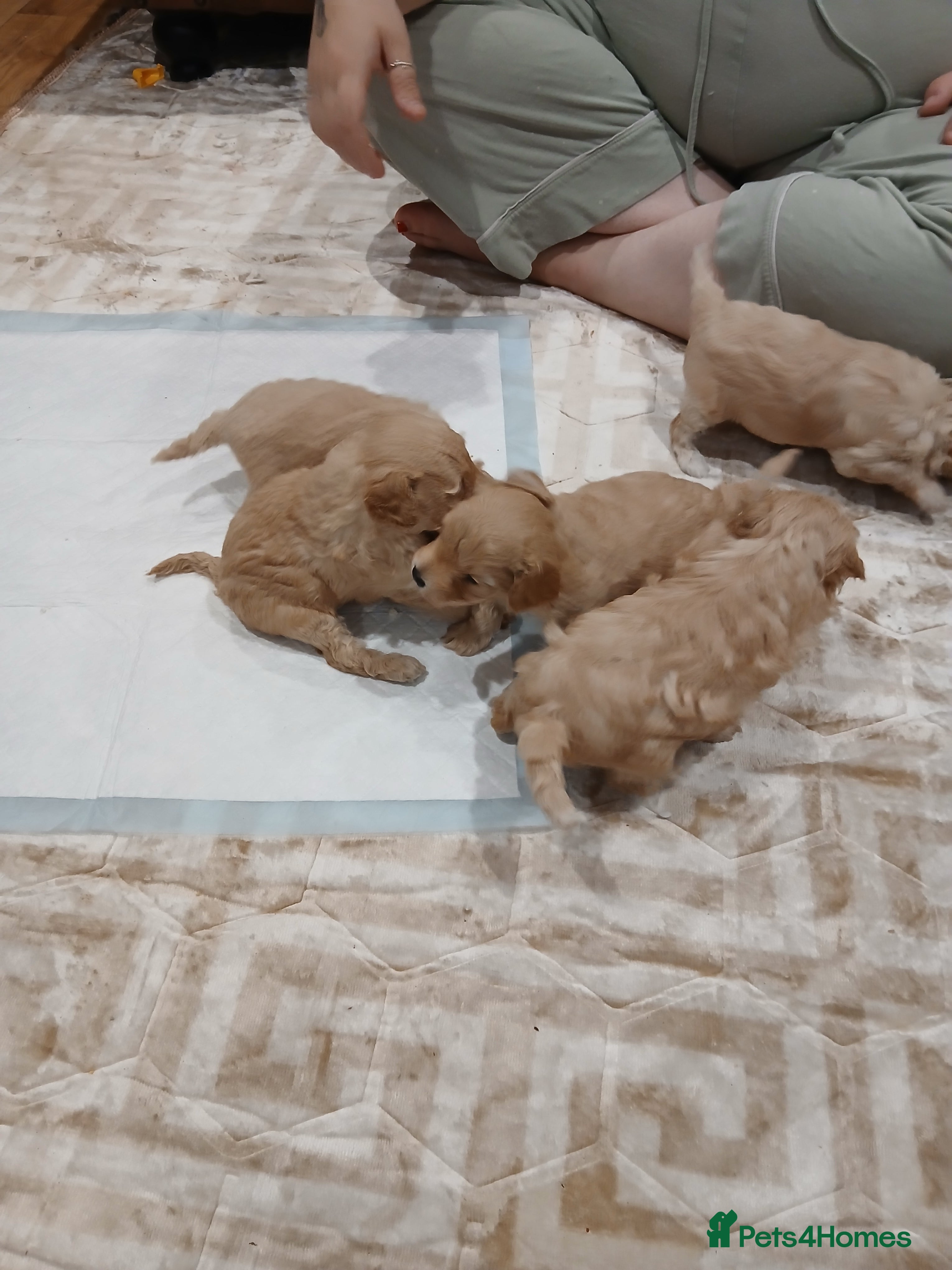 Maltipoo dogs Maltypoo pups - Advert 7