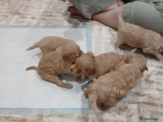 Maltipoo dogs Maltypoo pups - Advert 6