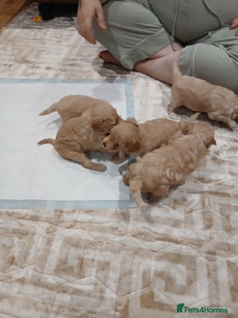 Maltipoo dogs - Advert 3