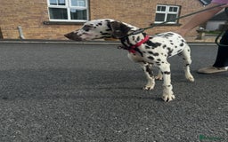 Dalmatian dogs for sale: 7 month old male Dalmatian  - Image 4
