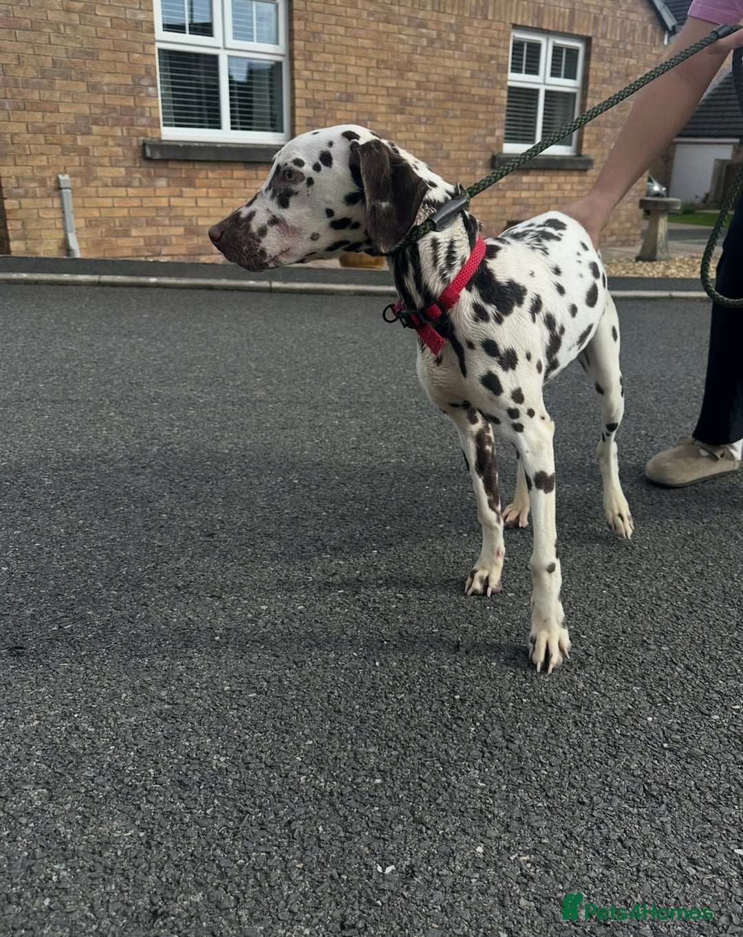 Dalmatian dogs for sale: 7 month old male Dalmatian  - Image 4