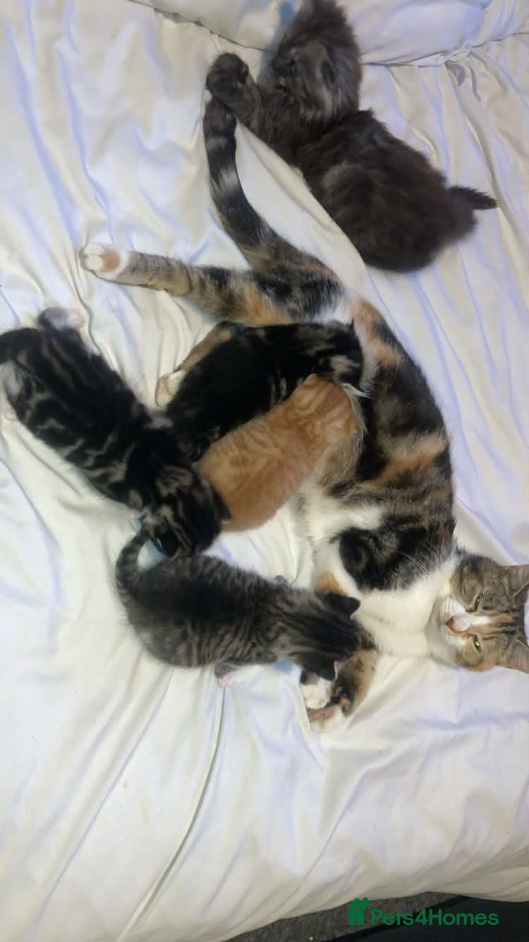 Mixed Breed cats Male kitten - Advert 1