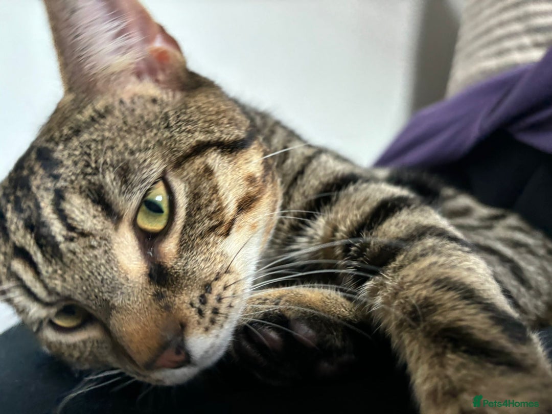 Domestic Shorthair cats for sale: Sweet, playful young tabby boy needs a loving home - Advert 4