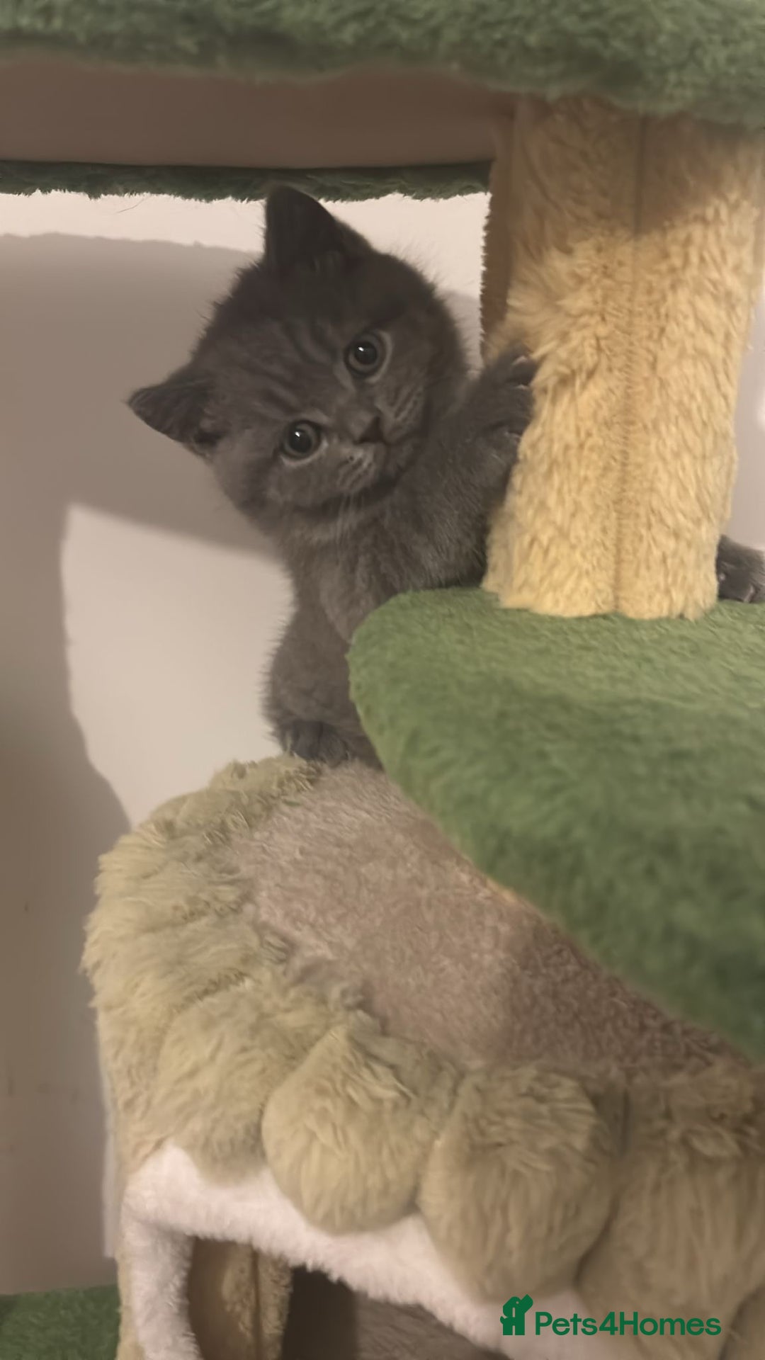 British Shorthair cats for sale: 🧸✨6 Chunky British Shorthair Kittens For Sale✨🧸 - Advert 30