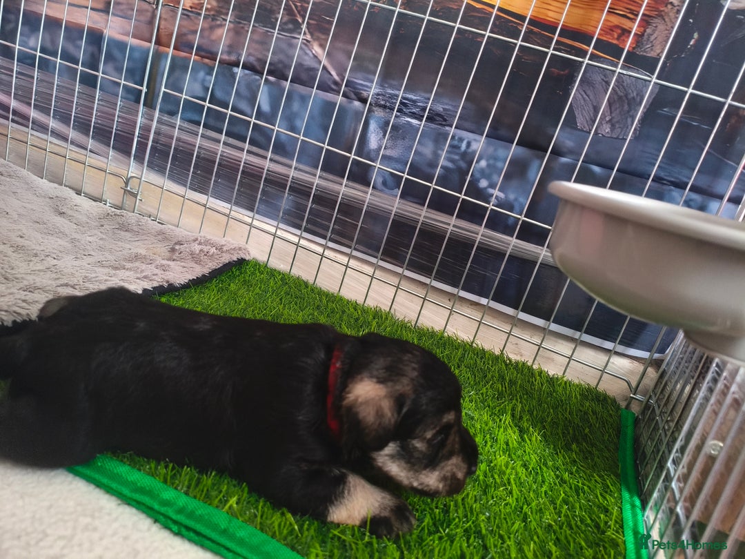 Miniature Schnauzer dogs for sale: Charming Mini Schnauzers with KC registration - Advert 13