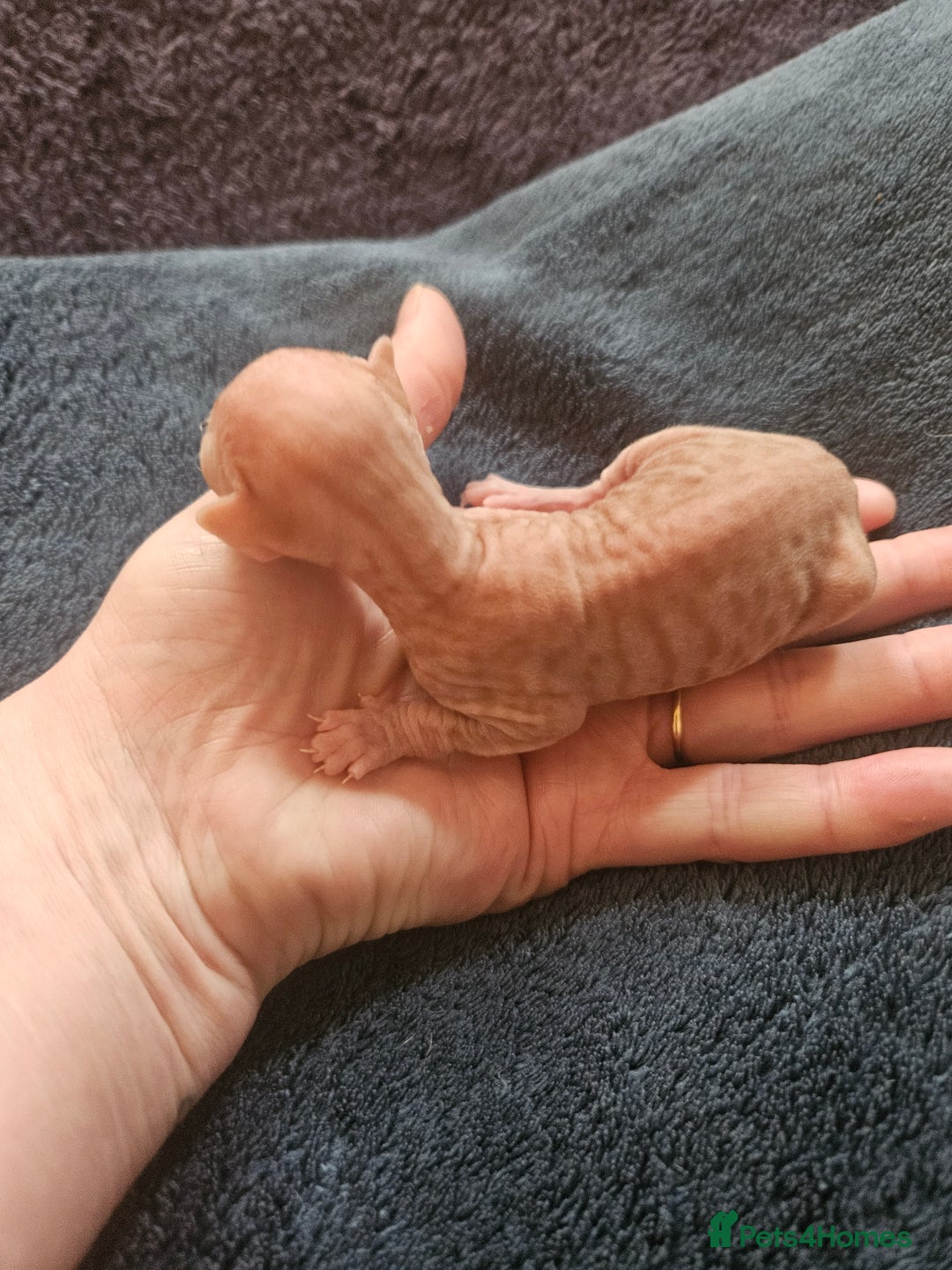 Sphynx cats for sale: Rare red tabby sphynx  - Image 4
