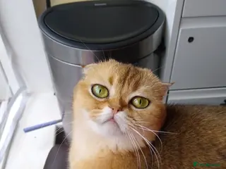 Scottish Fold cats Cute 🥰 Scottish fold TICA register - Advert 14