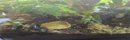 Scorpions invertebrates for sale: Asian forest scorpion adult in Glasgow - Advert 3