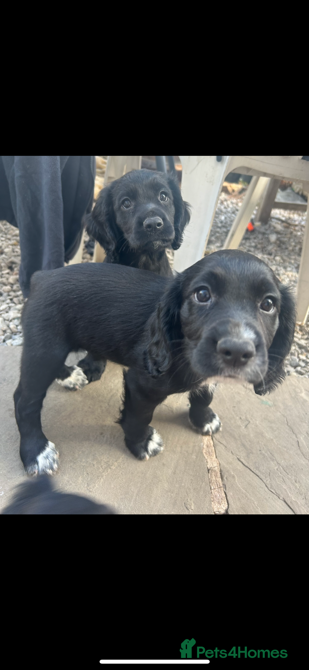 Cocker Spaniel dogs for sale: Excellent pedigree working Cocker Spaniel puppies - Image 8