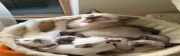 Siamese cats for sale: 5 Siamese kittens  - Advert 13