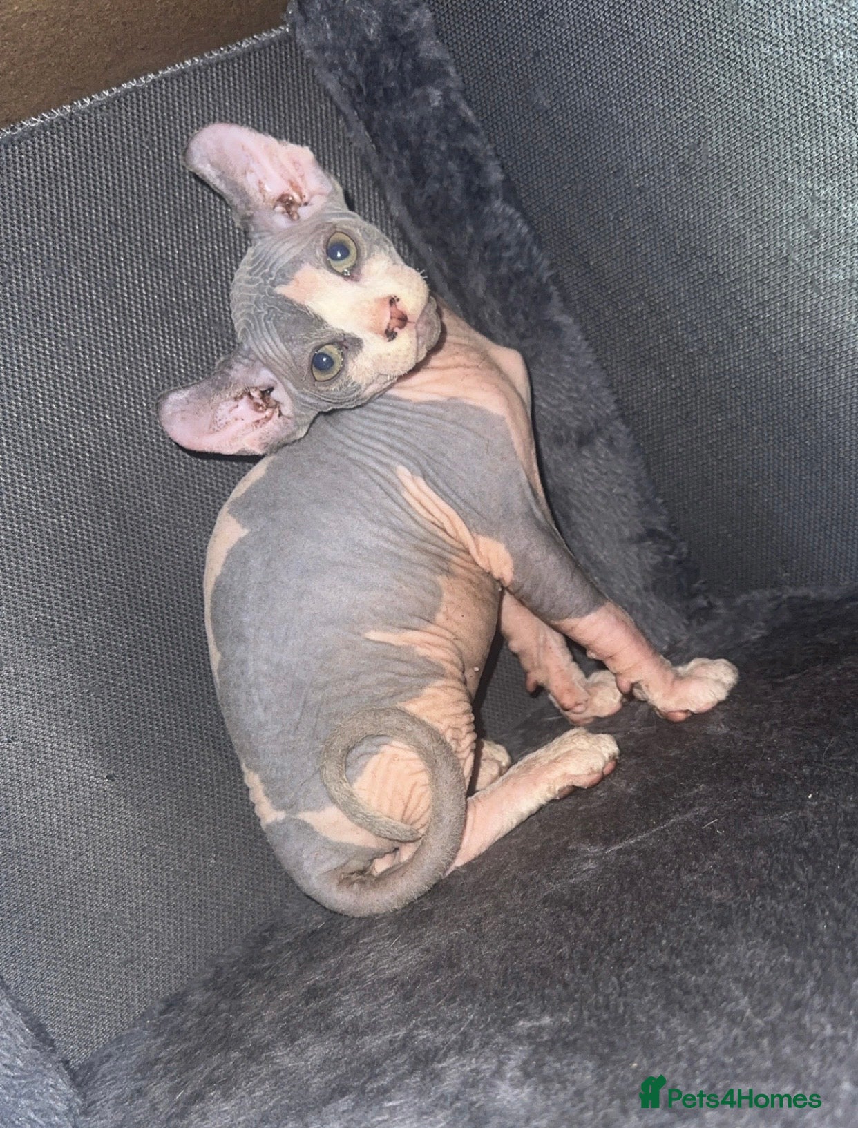 Mixed Breed cats Ready to go now!! Sphynx 💜 - Advert 13