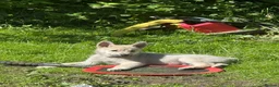 Norwegian Buhund dogs for sale: Lovely quality Norwegian Buhunds in Crumlin - Advert 11