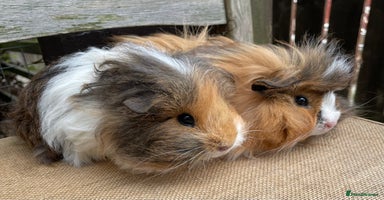 Guinea Pig rodents - Advert 10