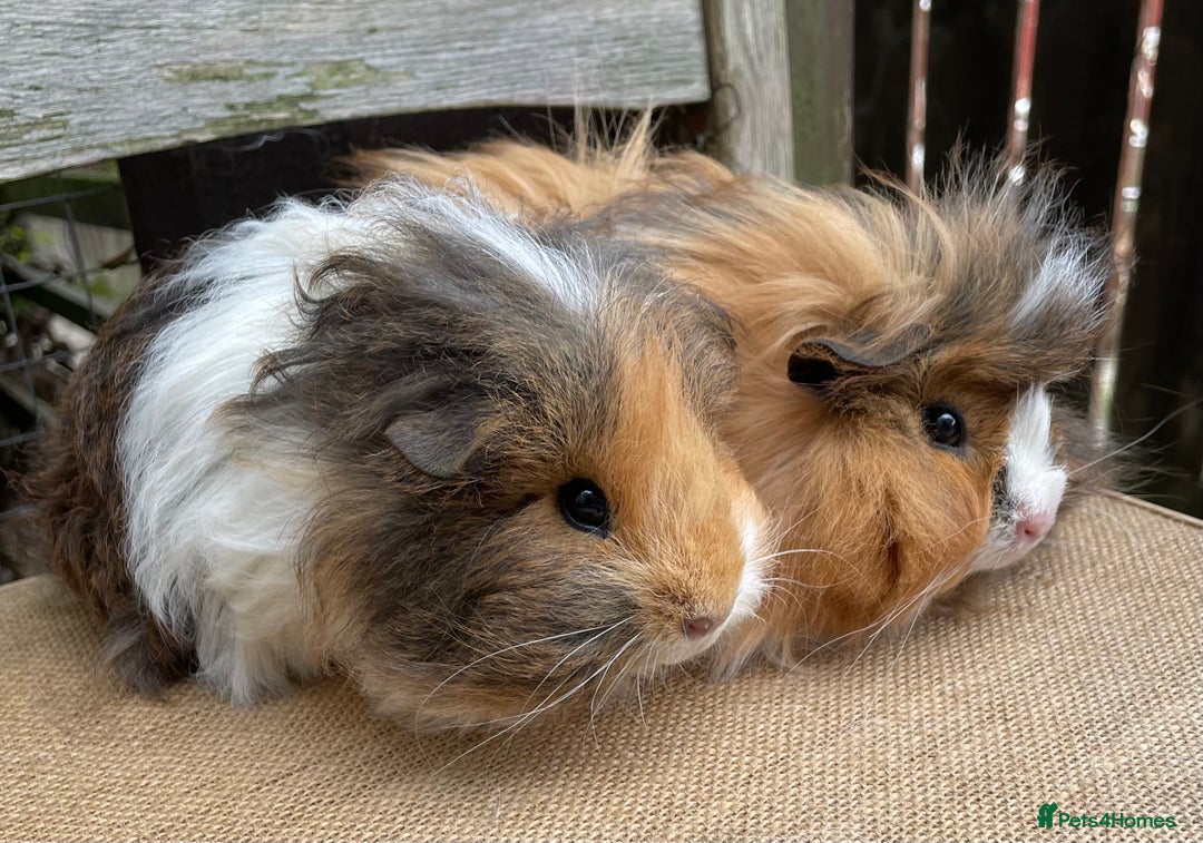 Guinea Pig rodents for sale: Lovely baby girls - Image 2
