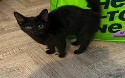 Mixed Breed cats for sale: Black / Tabby kittens - Image 4