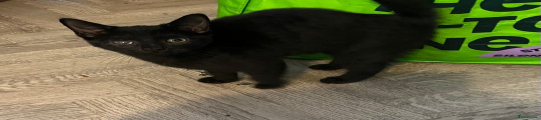 Mixed Breed Kitten 2