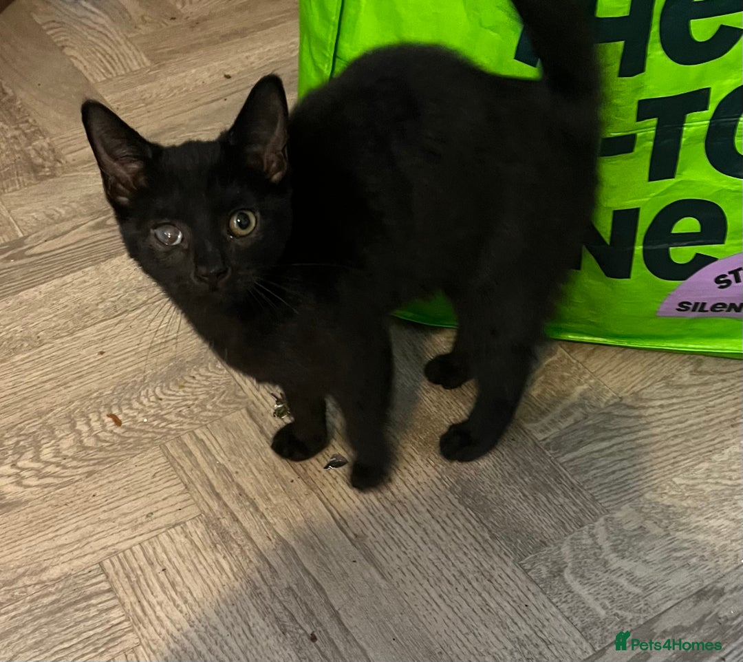 Mixed Breed cats for sale: Black / Tabby kittens - Image 4