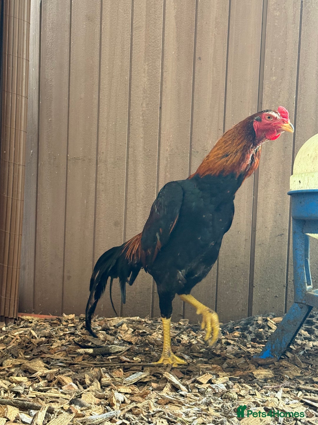 Chickens poultry for sale: Oshamo stag and 3 hens young POL - Advert 2
