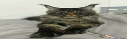 Maine Coon cats for sale: Maine coons kittens black grey tabbys.  - Advert 4