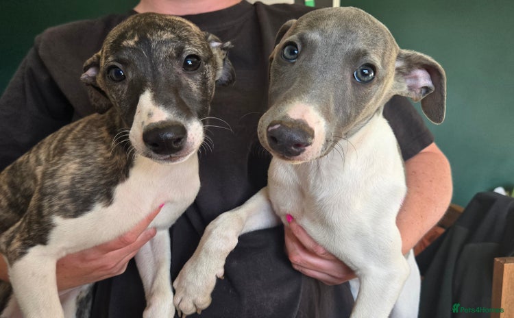 Whippet dogs - Advert 3