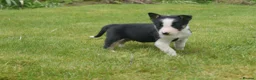 Border Collie dogs for sale: Three beautiful boy Border collies  - Advert 1