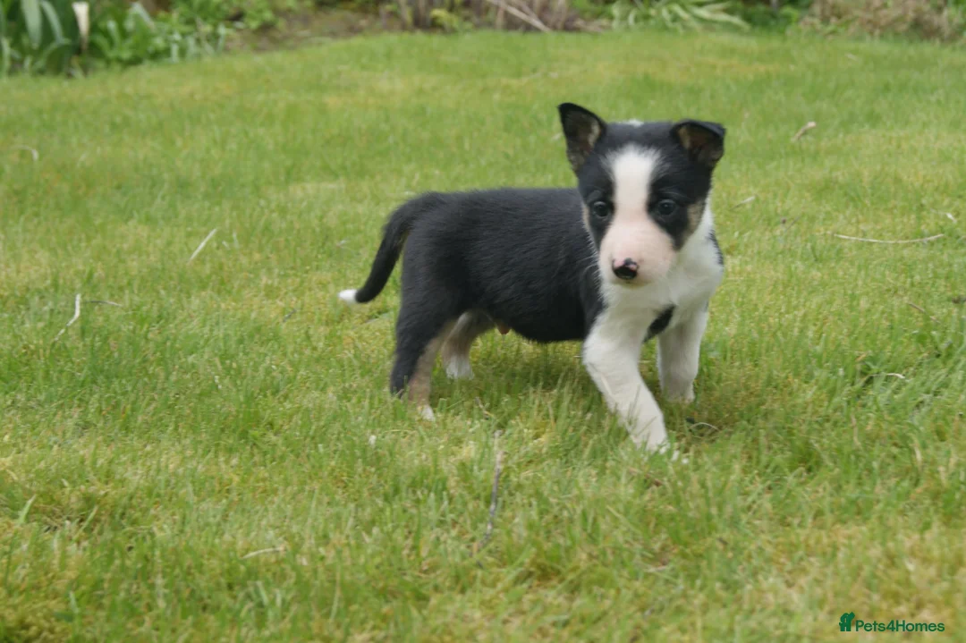 Border Collie dogs for sale: Three beautiful boy Border collies  - Advert 1