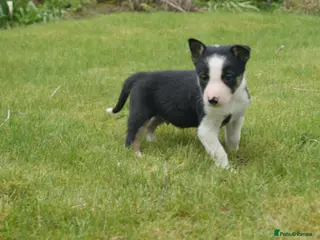 Border Collie dogs Three beautiful boy Border collies - Advert 2