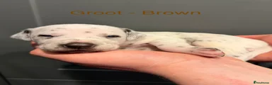 Dalmatian Liver Boy - Groot