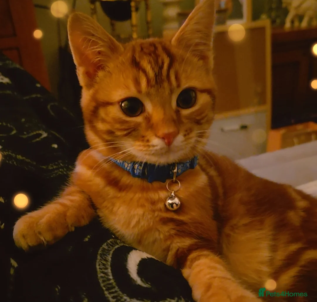 Mixed Breed cats for sale: Teddy, the 5 month old very loving boy for sale - Advert 4