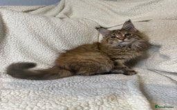 Maine Coon cats for sale: Stunning Maine Coon kittens - Image 8