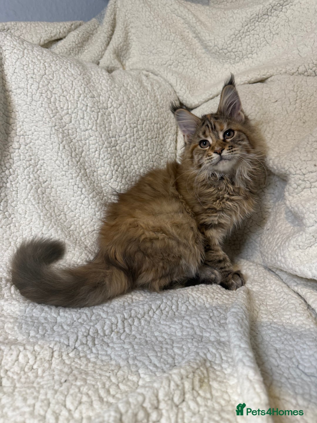 Maine Coon cats for sale: Stunning Maine Coon kittens - Image 8