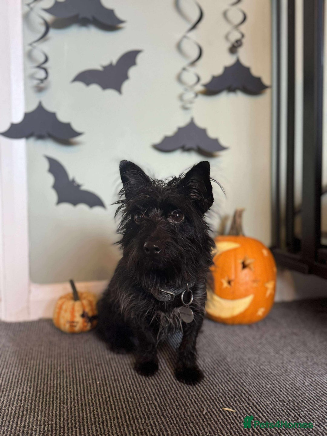 Mixed Breed dogs for adoption: Dinky Terrier Mix  - Image 4