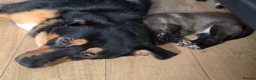 Mixed Breed dogs for sale: Tibetan Mastiff Crossbreed Pups - Advert 35