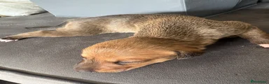 Lurcher 1